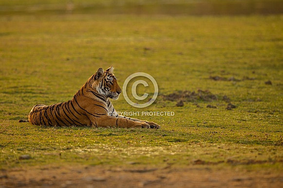 Beautiful tiger in the nature habitat. Tiger pose in amazing light. Wildlife scene with wild animal. Indian wildlife. Indian tiger. Panthera tigris tigris.