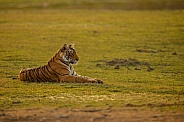 Beautiful tiger in the nature habitat. Tiger pose in amazing light. Wildlife scene with wild animal. Indian wildlife. Indian tiger. Panthera tigris tigris.