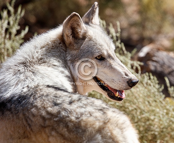 Gray wolf looking back for the rest of his pack