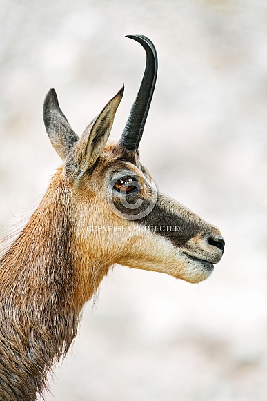 Profile of a chamois