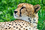 Cheetah