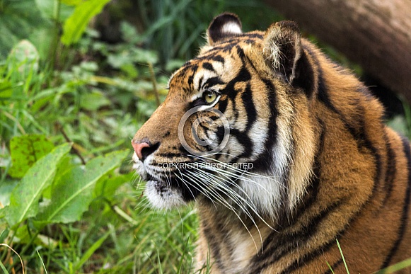 Sumatran tiger Sumatran tiger