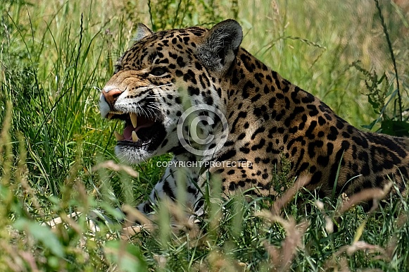Jaguar growling.