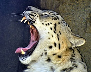 snow leopard yawning