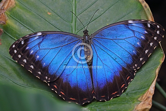 Blue Morpho Blue Morpho