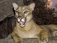 Mountain Lion