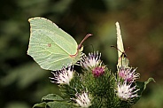 Butterfly (Gonepteryx rhamni)