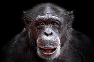 Chimpanzee Close Up Face Shot Black Background