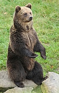 brown Bear