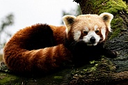Red Panda Lying in Tree
