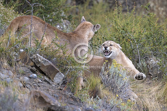 Puma (Puma concolor)