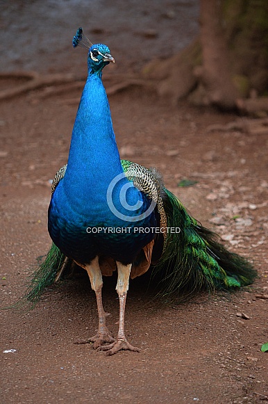 Peacock