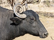 Profile of a water buffalo