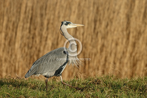 Blue Heron Blue Heron