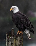 Eagle-Bald Eagle