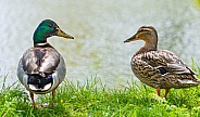 Mallard Ducks
