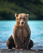Bear sitting funny and eating a salmon