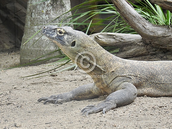 Komodo dragon