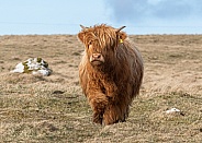 Highland cow