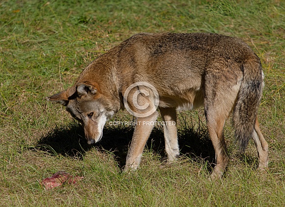 Red Wolf