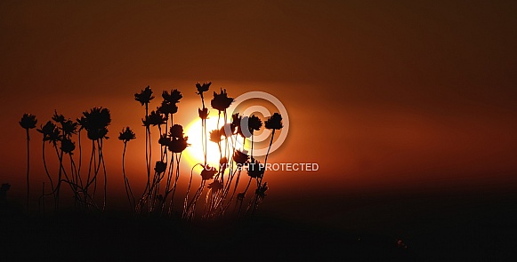 Macro sunset