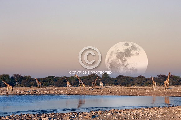 Giraffe at a waterhole - Namibia