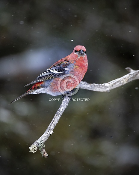Male pine grosbeak in the winter
