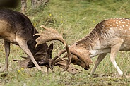 Fallow Deer