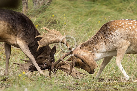 Fallow Deer