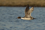 Northern Pintail Duck in Flight