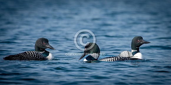 Common Loon (Gavia immer)