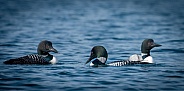 Common Loon (Gavia immer)