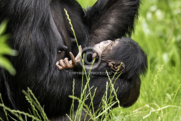 Newborn Chimpanzee Baby In Mothers Arms