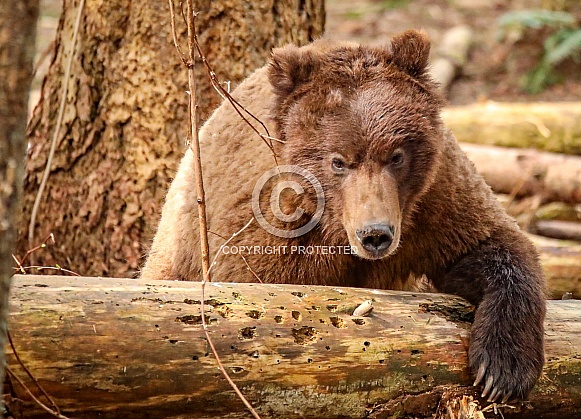 Brown bear in the woods