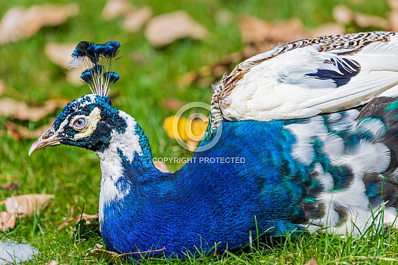 Blue and white peacock