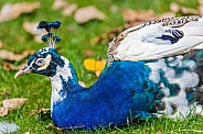 Blue and white peacock