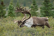 The reindeer or caribou (Rangifer tarandus)