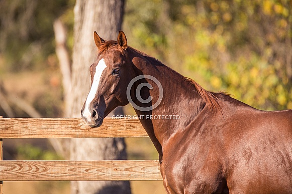 Chestnut Thoroughbred