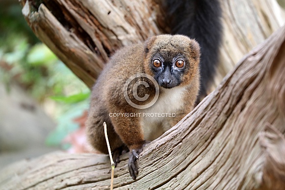 Red-bellied lemur (Eulemur rubriventer)
