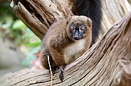 Red-bellied lemur (Eulemur rubriventer)