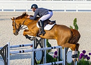 1-30-21 Ocala, Florida. Equestrian Sports, Horse jumping Show free event competition Horse Riding themed photo view of riding chestnut brown horse while jumping over hurdle during an event