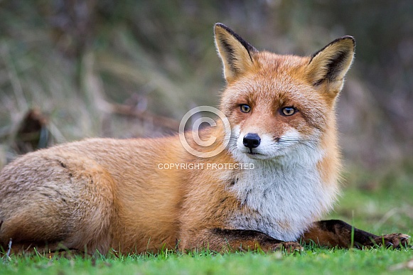 Red fox relaxing in the grass