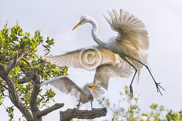 Great Egret with Young Great Egret with Young