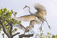 Great Egret with Young