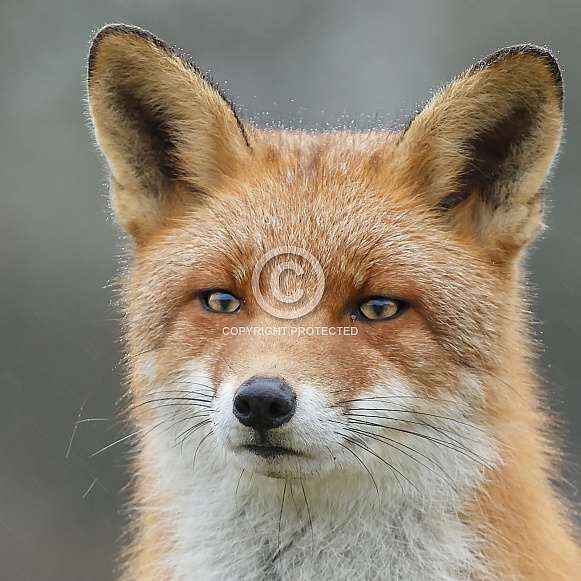 Red fox portrait Red fox portrait
