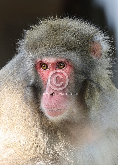 Japanese macaque (Macaca fuscata) Japanese macaque (Macaca fuscata)
