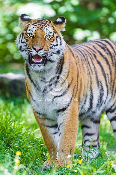 Amur Tiger