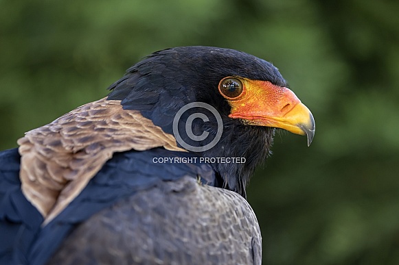 Bateleur (Terathopius ecaudatus)