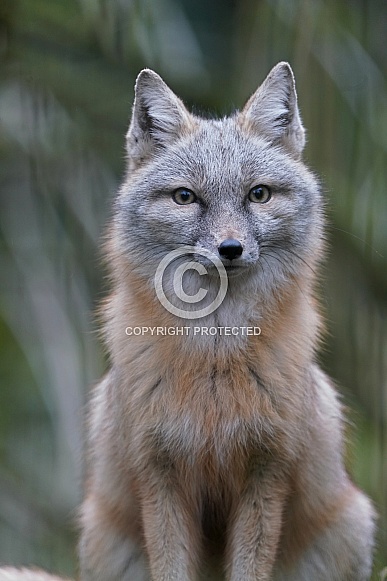 Corsac Fox Corsac Fox