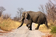 Bull elephant